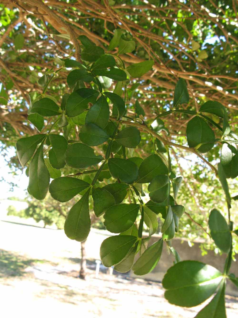            Shade leaves (Winter Haven, FL)   